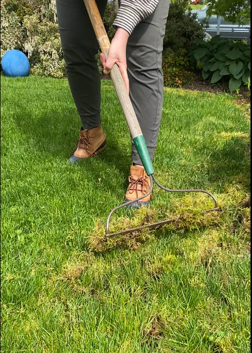 An image of the lower half of a person wearing gray pants raking up a patch of moss from a green lawn. 