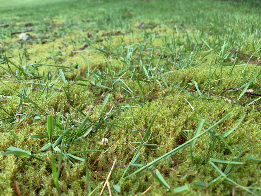 An image of yellow-green moss growing up alongside blades of grass on a lawn.